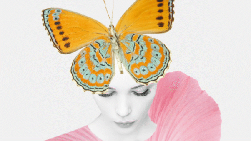 Farfalla GIF