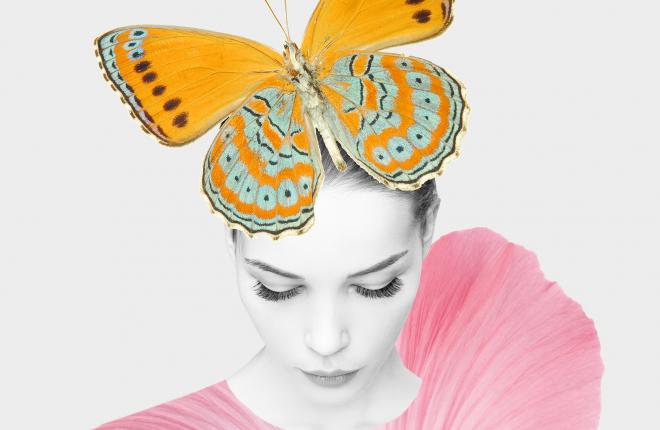 Farfalla Header